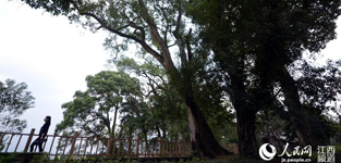 ���S���Gɫ�ʯ�� 800�׹Ř��L������W���S11��22��늣��غ��� �r�꣩�����S�h̶ɽ悛�Ϫ������һ�l800���L������ĹŘ��L�����@�lǧ��Ř��L�������ǵ����������L������ǧ��Ř���ľ��߀�ǽ���ʡ����ϵĴ弉�������21������ȫ���W�jý�w�˴����~�Ŀh�С����L�Fһ��̤�ϡ�Ԕ����