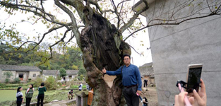 ǧ������֦���~ï ���ɶ����Դ������W���S11��22��늣��غ��� �r�꣩21������ȫ���W�jý�w�˴����~�Ŀh�С����L�F�����쌚�Ŵ���L���ڴ������Wýӛ�ߺ;W�j��V�l�F��һ�þ������ǧ��vʷ�������������@��������@�����������ѽ��������s֦���~ï���Wýӛ�߂������Ї@��Ԕ����