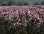 ��ޱ����