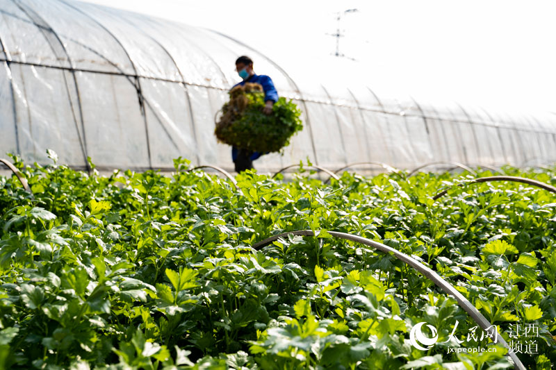 �߲˻��ء��ơ����� ���Ͼ��񡰲˻@�ӡ� �w����/�z 