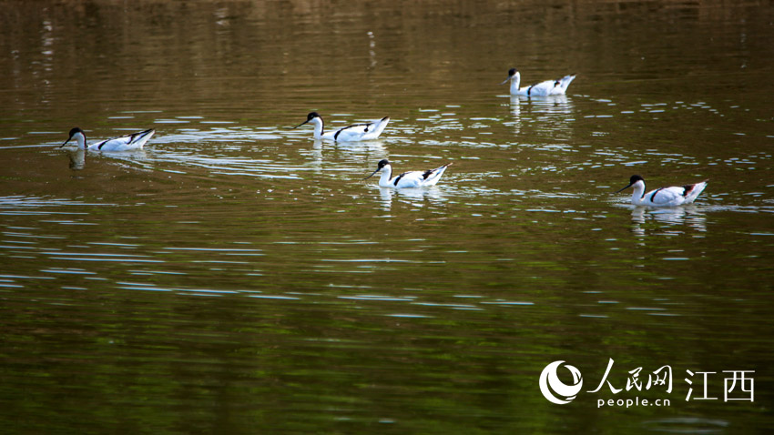 ��������ˮ���ґ� ꐷ��� �z