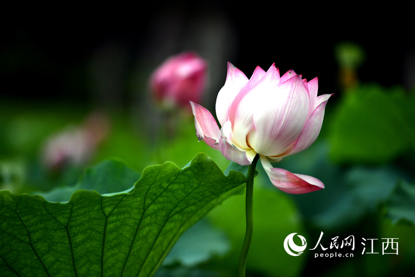 ʢ�_�ĺɻ���������W �r��z��