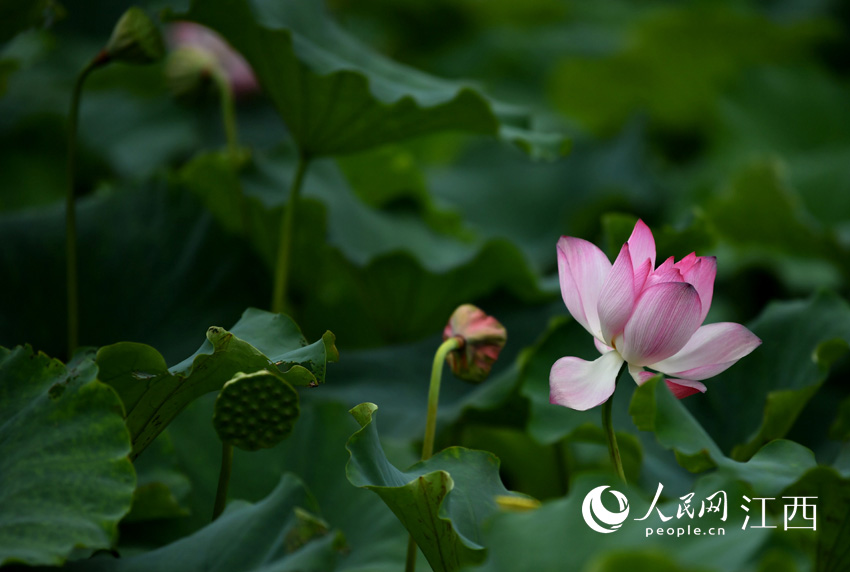 ʢ�_�ĺɻ���������W �r��z��