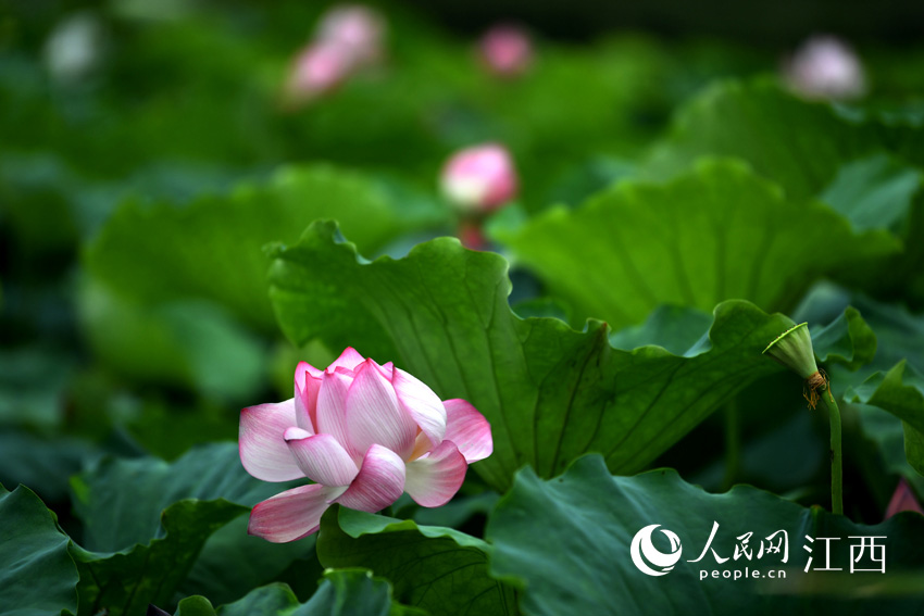 ʢ�_�ĺɻ���������W �r��z��