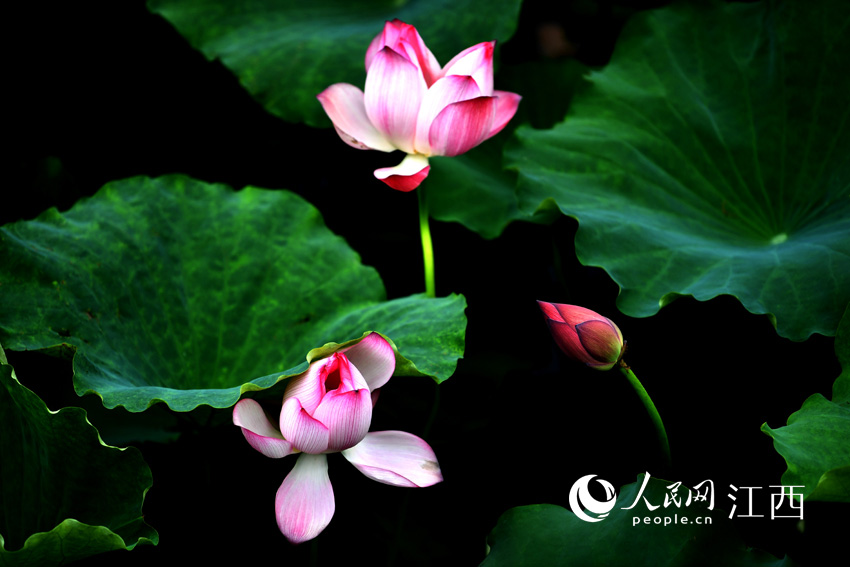 ʢ�_�ĺɻ���������W �r��z��