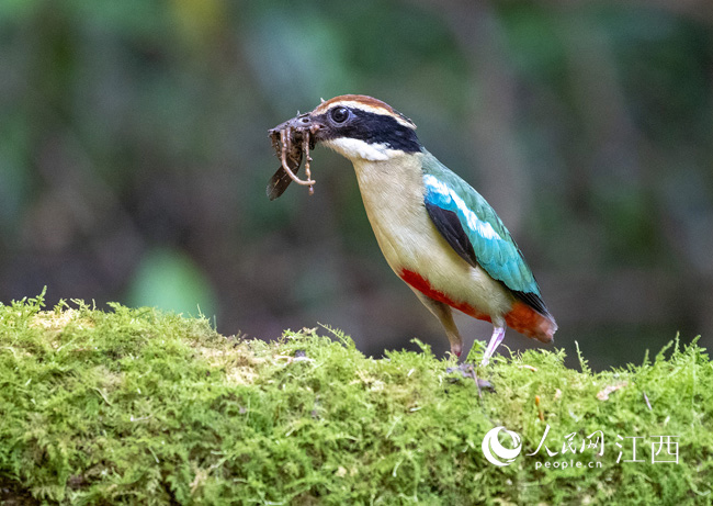 ����ʡ�Ž����䌎�h�zӰ�ۺ�������ɽ��Ȼ���o�^�Ĕz�����B�С���Ů���ɰ�ɫ�������S����/�z��