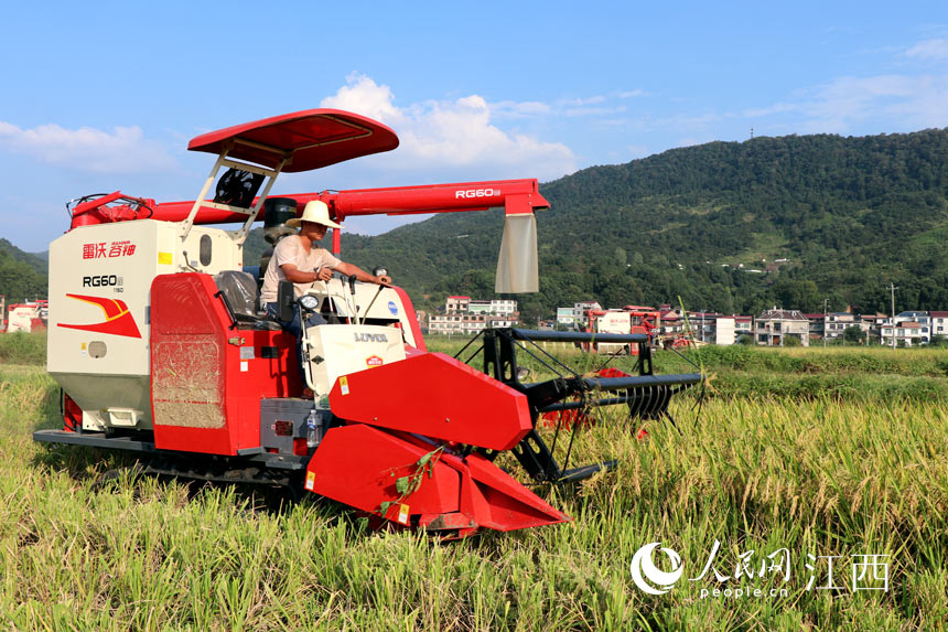 農機手在田間收割 歐陽林攝