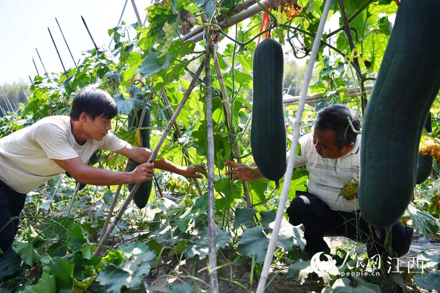 �ڶ��ϷNֲ���������������M�����g�������@Щ����߀��ʮ������ܲ�ժ������ ����W �r��z