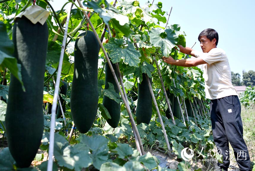 �ڶ��ϷNֲ���������������M�����g�������@Щ����߀��ʮ������ܲ�ժ������ ����W �r��z