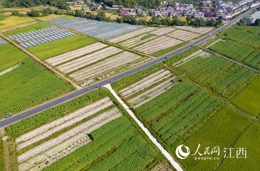 �����r��Nֲ�������w�����z