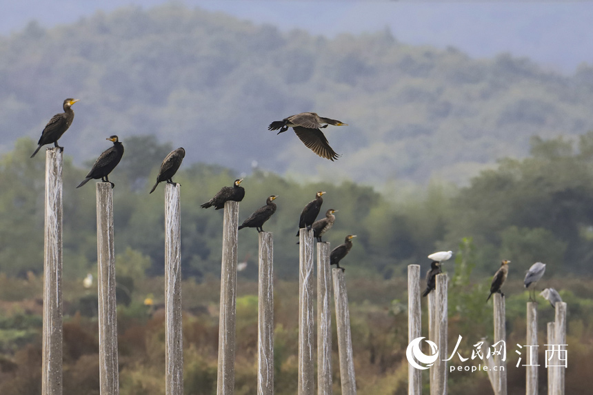 10��8����Խ�����B�w��۶ꖺ���������� �z