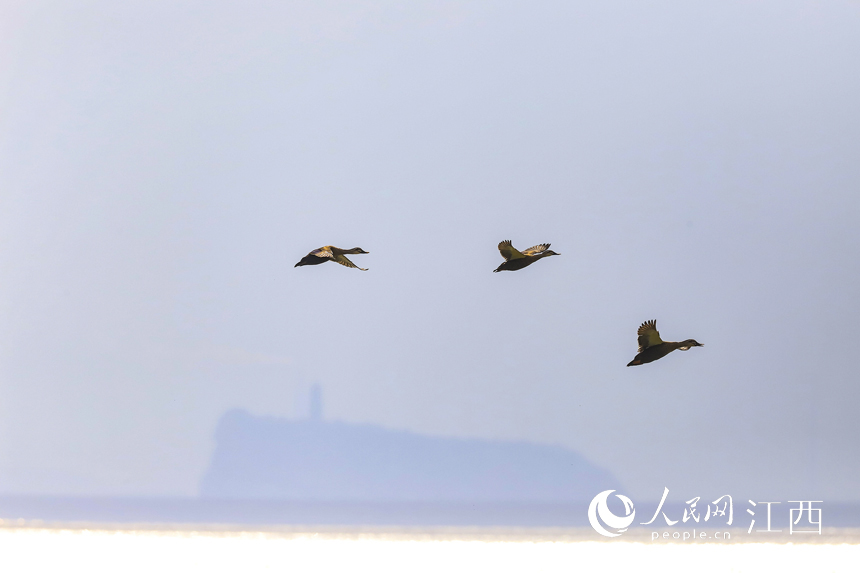 10��8����Խ�����B�w��۶ꖺ���������� �z