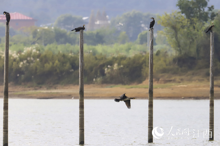 10��8����Խ�����B�w��۶ꖺ���������� �z