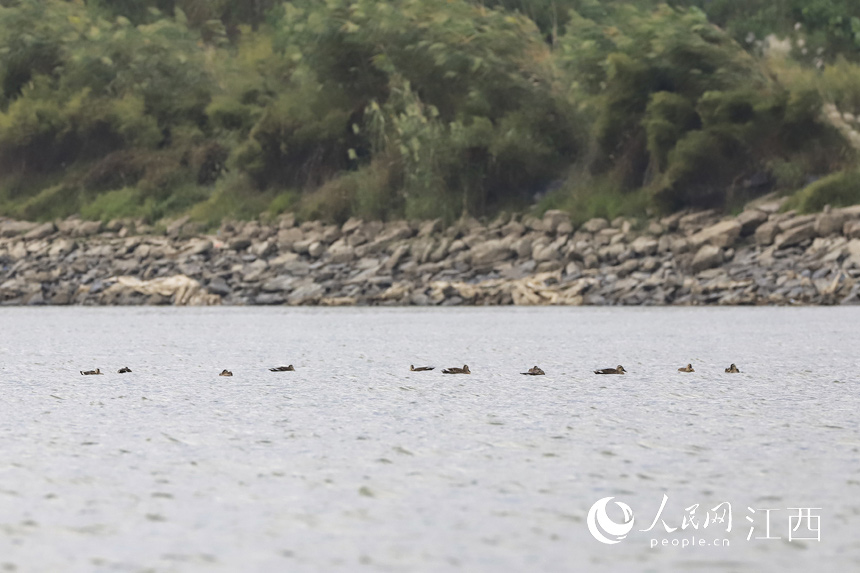 10��8����Խ�����B�w��۶ꖺ���������� �z