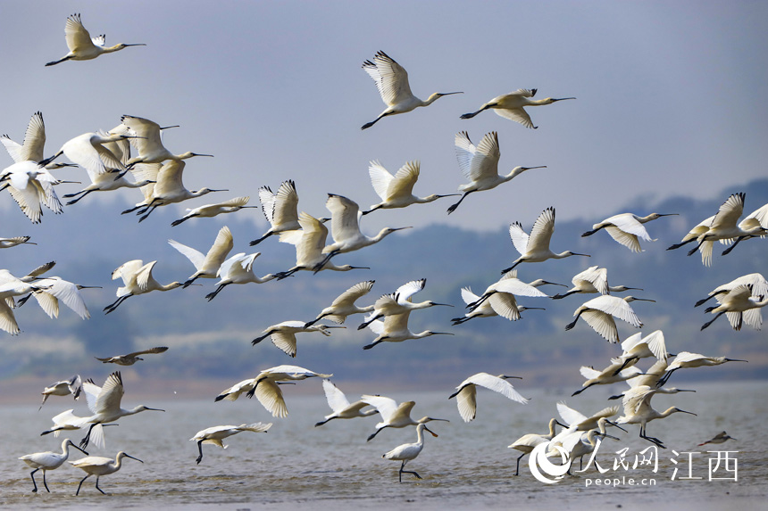 ��Ⱥ��ϡԽ�����B�������w��۶ꖺ�����ʡ�Ž��к��ڿh����� ���� �z