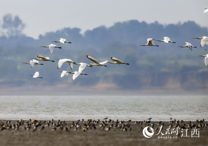 ��Ⱥ��ϡԽ�����B�������w��۶ꖺ�����ʡ�Ž��к��ڿh����� ���� �z