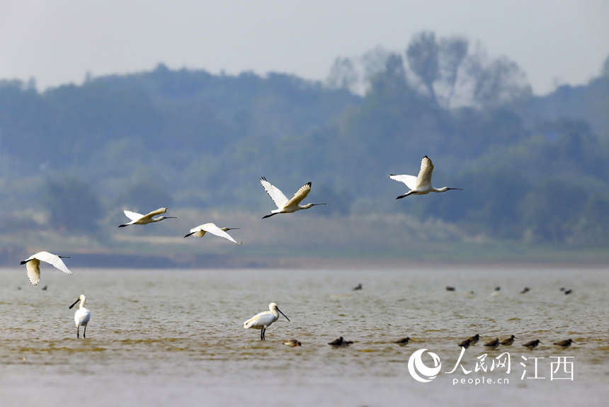 ��Ⱥ��ϡԽ�����B�������w��۶ꖺ�����ʡ�Ž��к��ڿh����� ���� �z