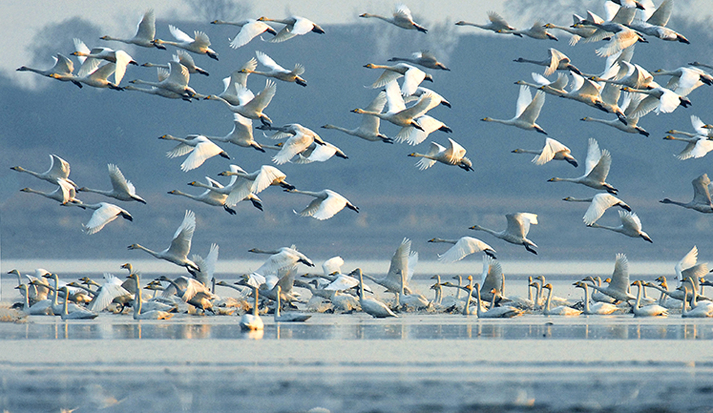 大批候鳥遷徙到鄱陽湖自然保護區越冬