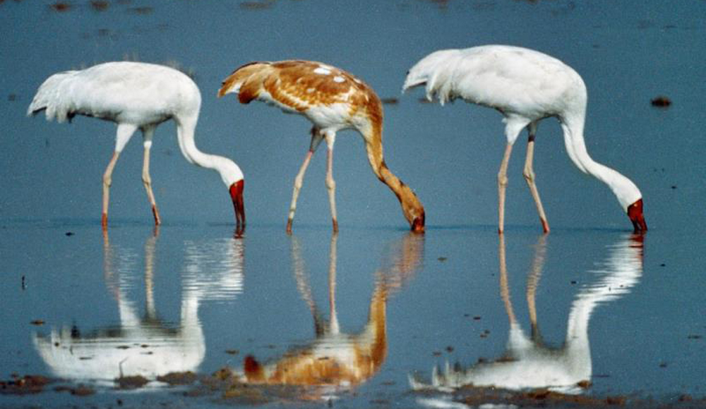 大批候鳥遷徙到鄱陽湖自然保護區越冬