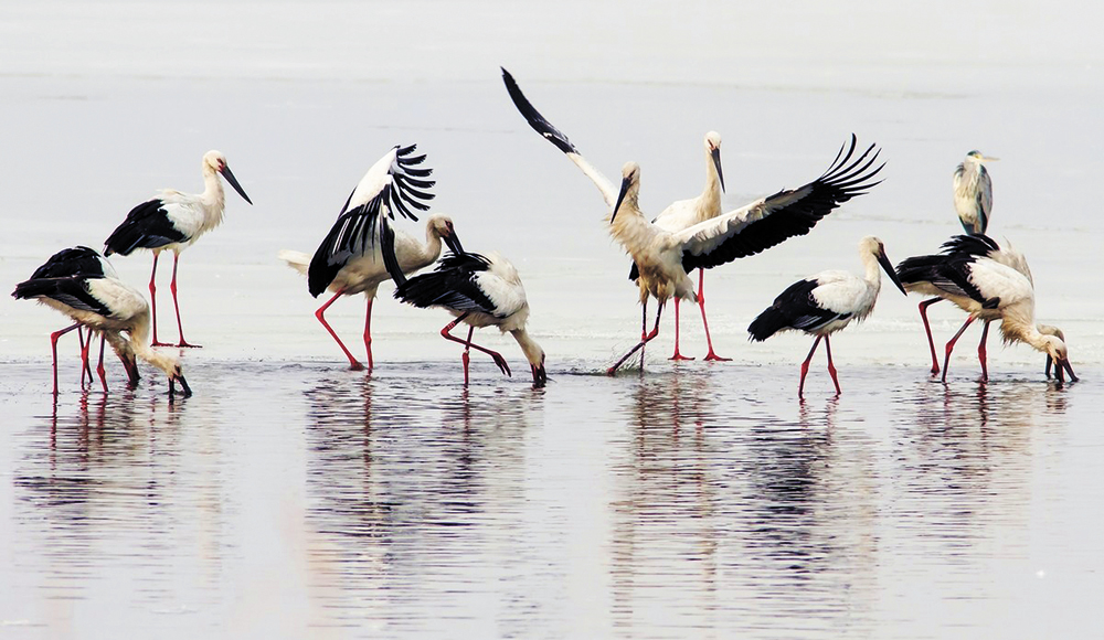 大批候鳥遷徙到鄱陽湖自然保護區越冬