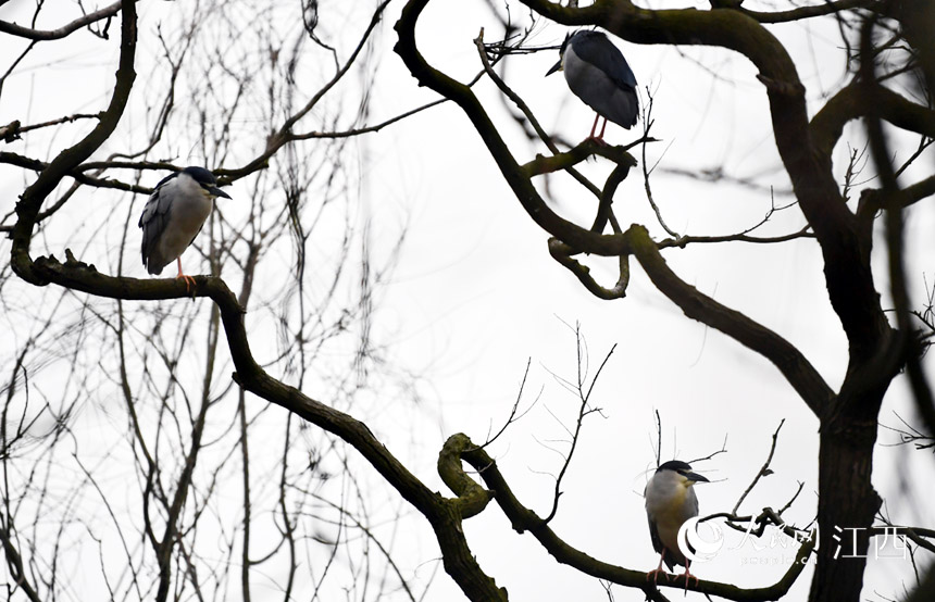 @BژľϗϢ W rz