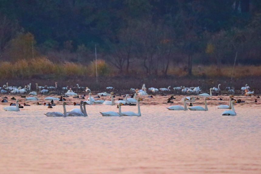 �Ž���ɣ�^�|���ȵĺ��B�_ʼ���w������ �z  