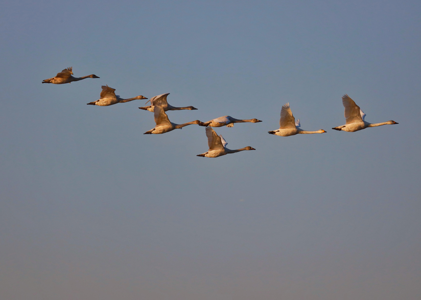 �Ž���ɣ�^�|���ȵĺ��B�_ʼ���w������ �z  