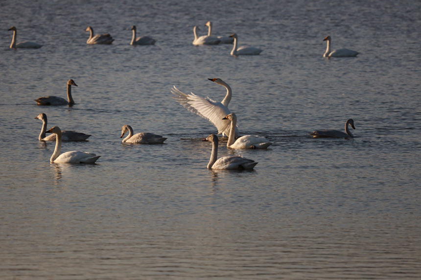 �Ž���ɣ�^�|���ȵĺ��B�_ʼ���w������܊ �z  