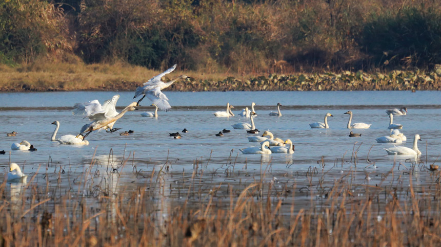 �Ž���ɣ�^�|���ȵĺ��B�_ʼ���w������ �z  