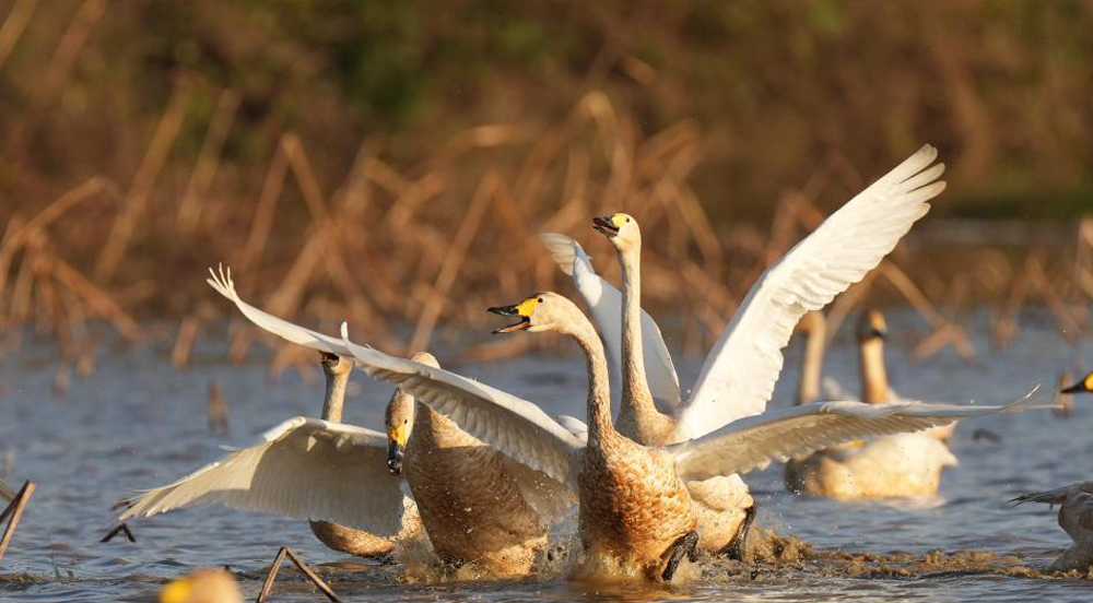  入冬后大批候鳥陸續飛抵江西鄱陽湖濕地休養生息位于鄱陽湖畔南昌高新區鯉魚洲管理處的五星白鶴保護小區里，白鶴、天鵝、鷺鳥等各種候鳥飛翔、覓食，成為鄱陽湖區一道特別的風景。