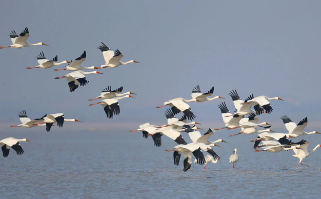 鄱陽湖大批越冬候鳥集結