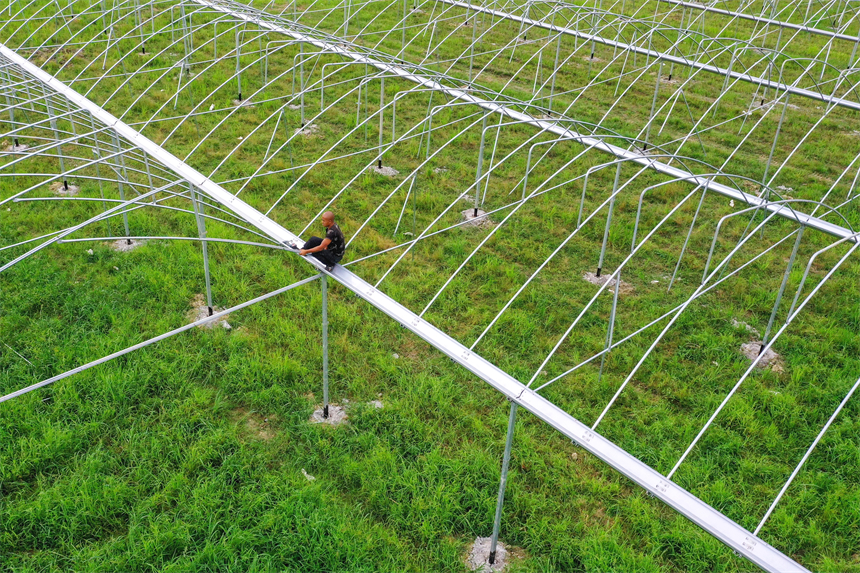 工人們正在忙著搭建蔬菜大棚。黃煜攝