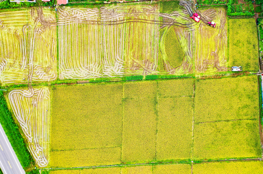 全南縣陂頭鎮早稻成熟，收割機在田間忙碌穿梭。李國強攝