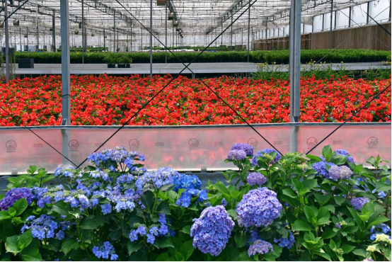 小鎮的溫室大棚，雖是盛夏依然鮮花盛開