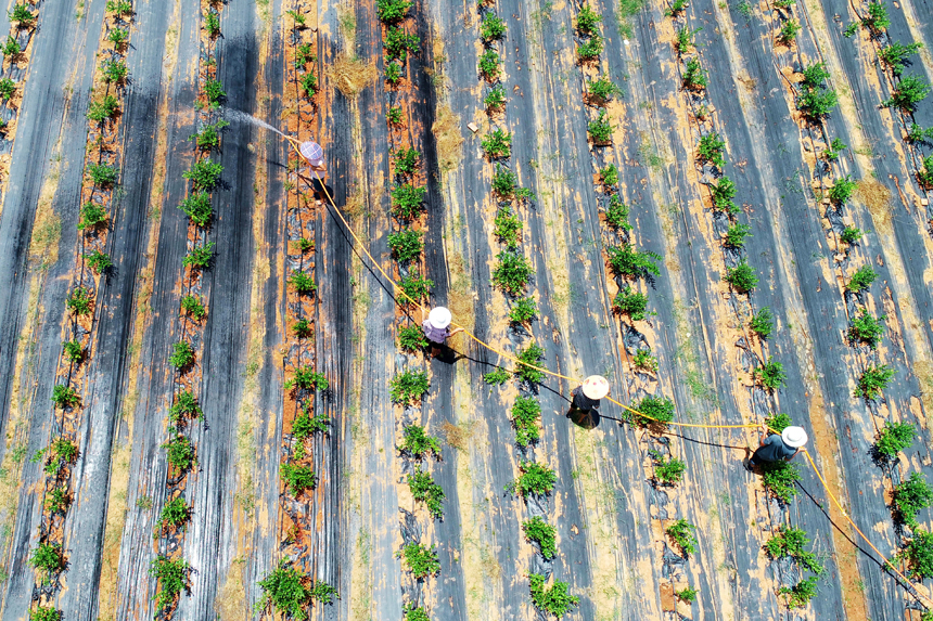 村民冒著高溫進行田間管理，對藍莓進行澆水降溫。何江華攝