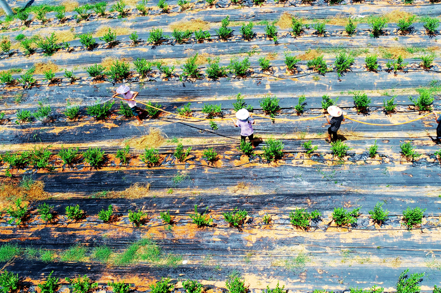 村民冒著高溫進行田間管理，對藍莓進行澆水降溫。何江華攝