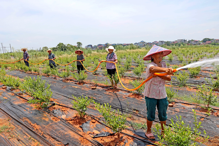 村民冒著高溫進行田間管理，對藍莓進行澆水降溫。何江華攝