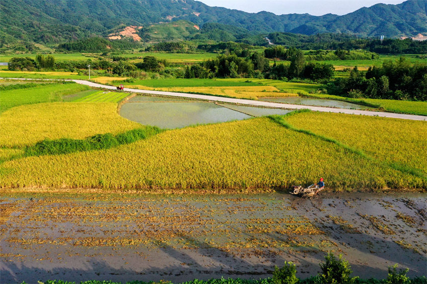 農戶正在忙著“雙搶”。黃煜攝