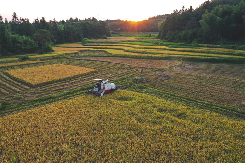 農戶正在忙著“雙搶”。黃煜攝