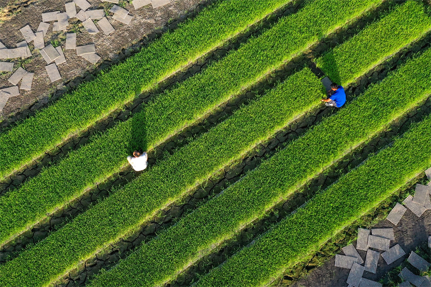 農戶正在忙著“雙搶”。黃煜攝