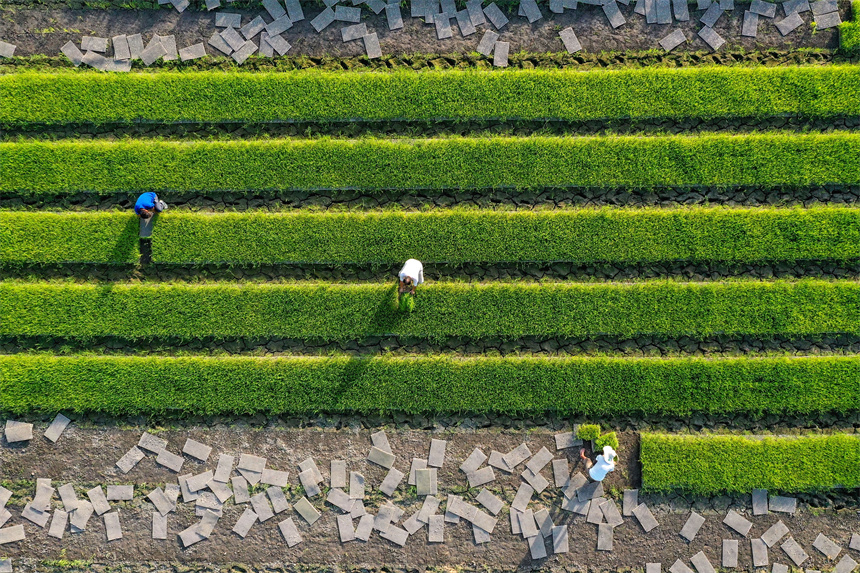 農戶正在忙著“雙搶”。黃煜攝