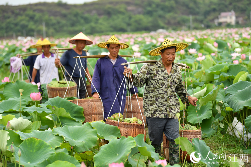 采摘蓮蓬后，村民們走在田埂上，臉上洋溢著收獲的喜悅。 人民網 時雨攝