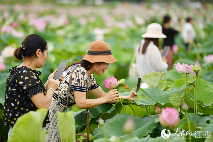 蓮花美景吸引著省內外游客來“打卡”。 人民網 時雨攝