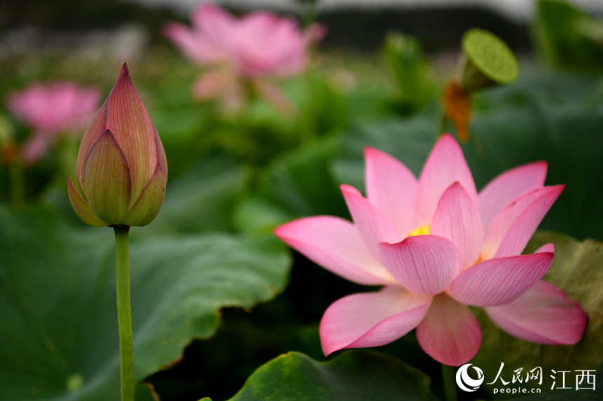 蓮池內的蓮花含苞待放。 人民網 時雨攝