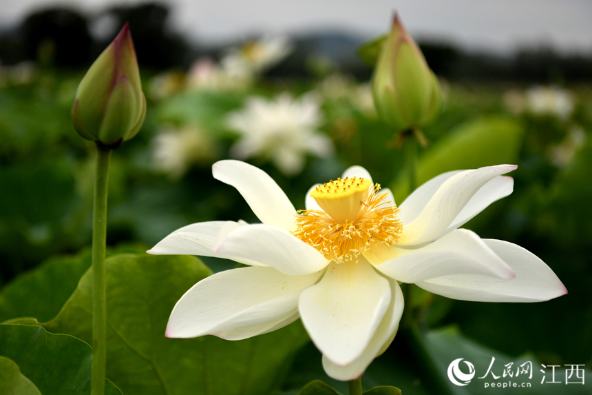 蓮池內白蓮綻放。 人民網 時雨攝
