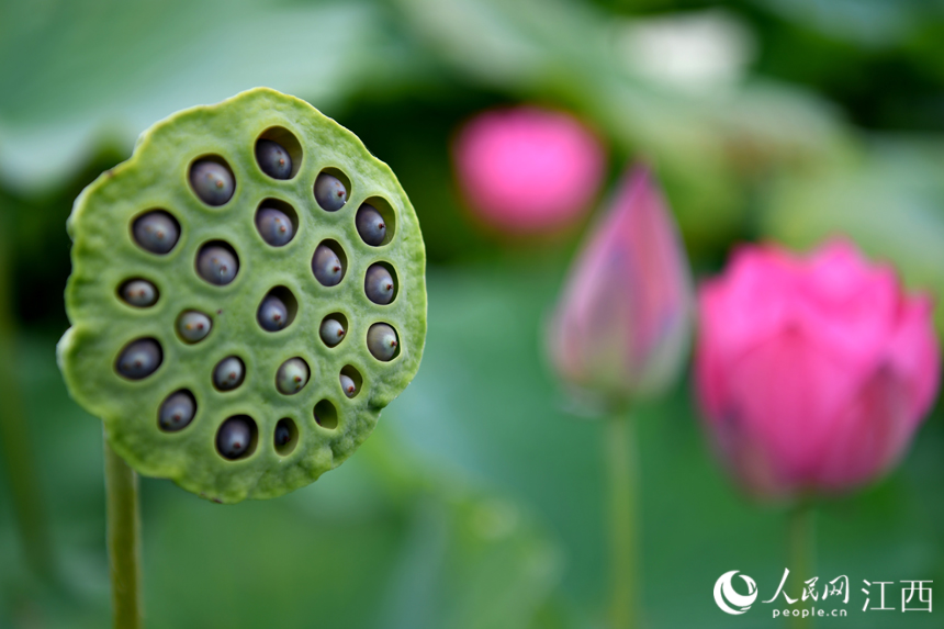 蓮池內成熟的蓮蓬待采摘。 人民網 時雨攝