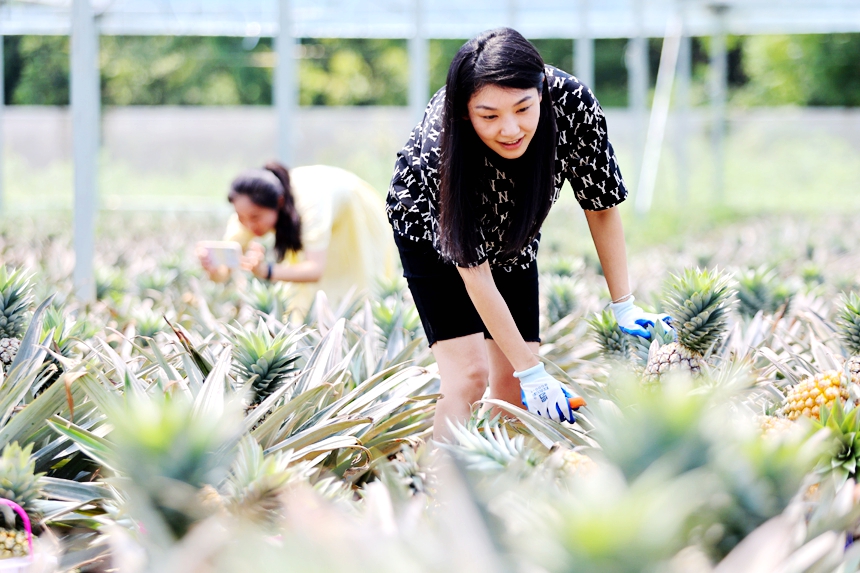 游客在采摘成熟的鳳梨。何江華攝