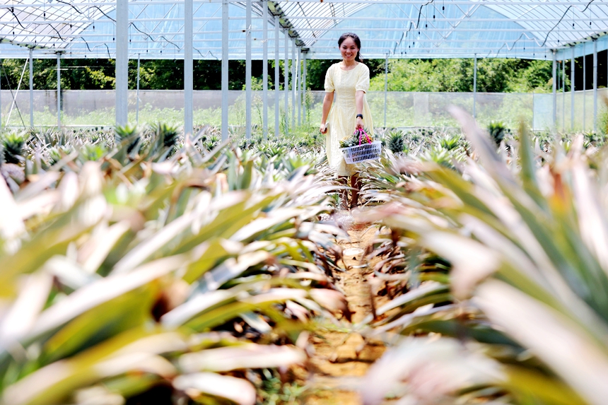 游客在采摘成熟的鳳梨。何江華攝