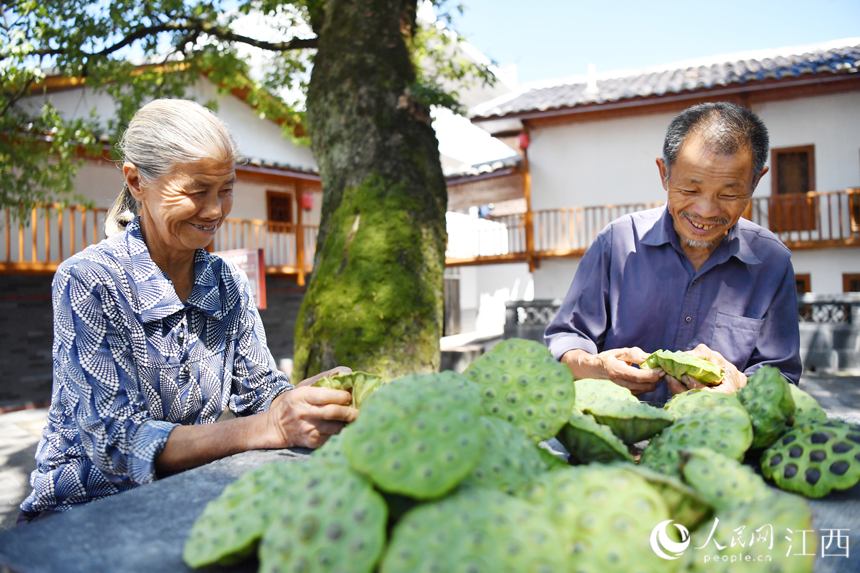 村民們坐在古樟樹下邊剝蓮蓬邊嘮家常。 人民網 時雨攝