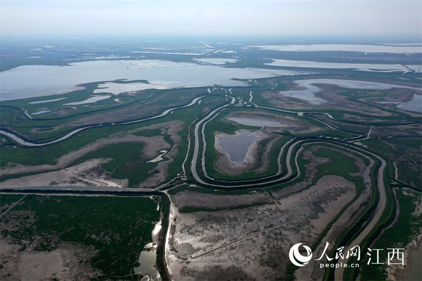 中國最大的淡水湖鄱陽湖水位快速下降，提前進入枯水期。 人民網 時雨攝
